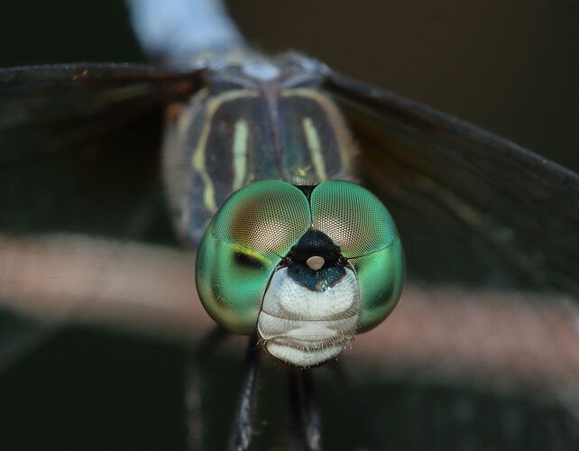 Blue Dasher Dragonfly 7.jpg