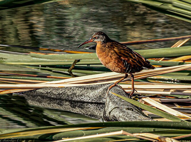 Virginia Rail