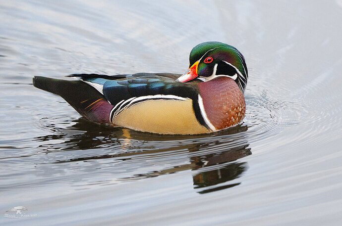 Most Cooperative Woodie