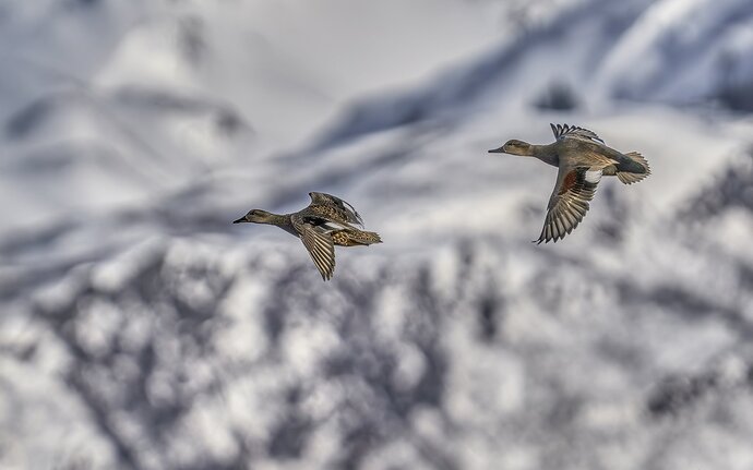 Winter Gadwalls