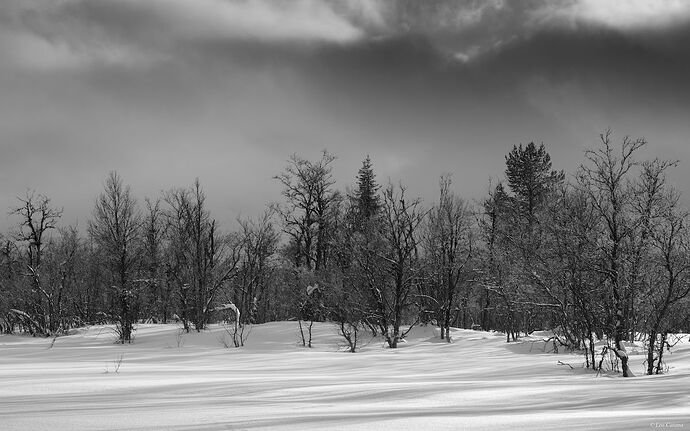 LeoCatana_Edge of the Forest.jpg