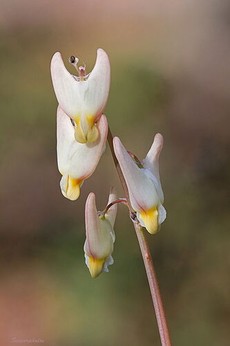 Dutchman's Breeches.jpg