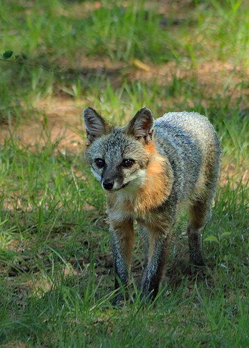 Female Gray Fox(1) 04AUG20