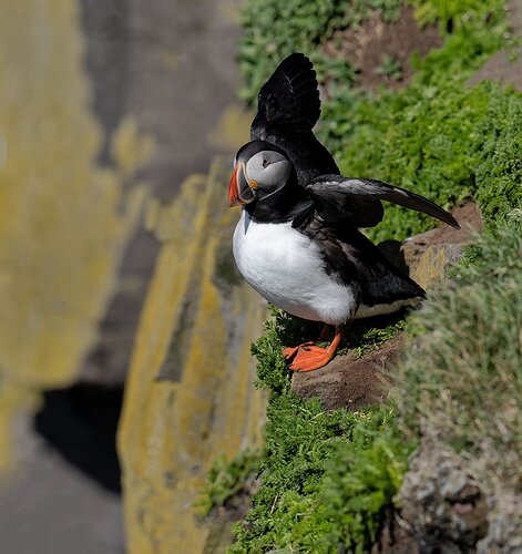 Puffin-new-crop-copy