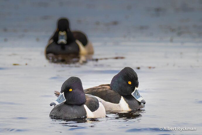 RING NECKED DUCK**