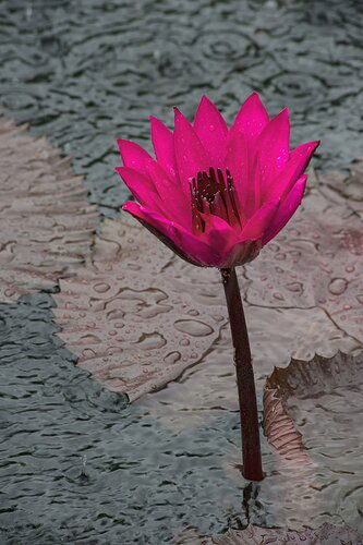 Water Lily in the Rain