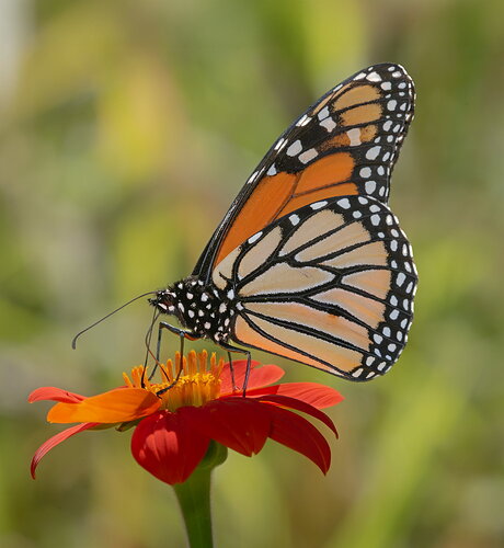Original - MigratingMonarch.jpg