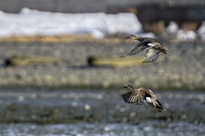 Gadwalls Away