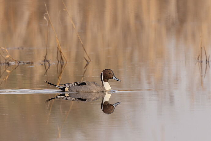 Northern Pintail-NPN2.jpg