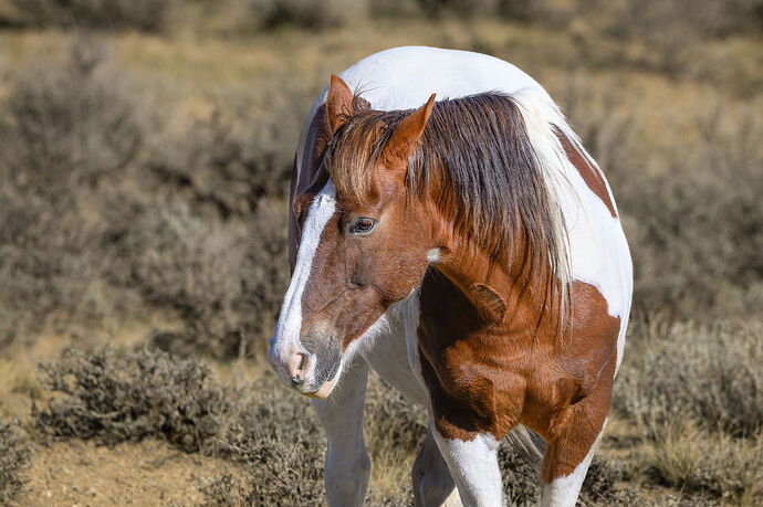 Beautiful Pinto Up Close.jpg