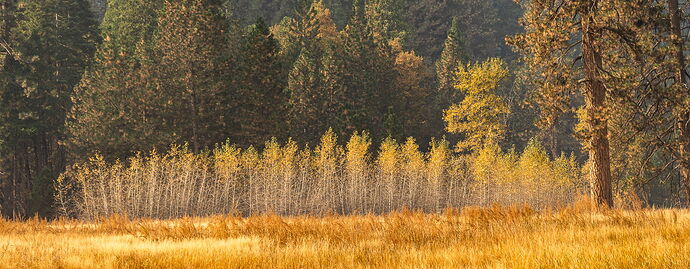 cottonwoods 2017 Oct.jpg