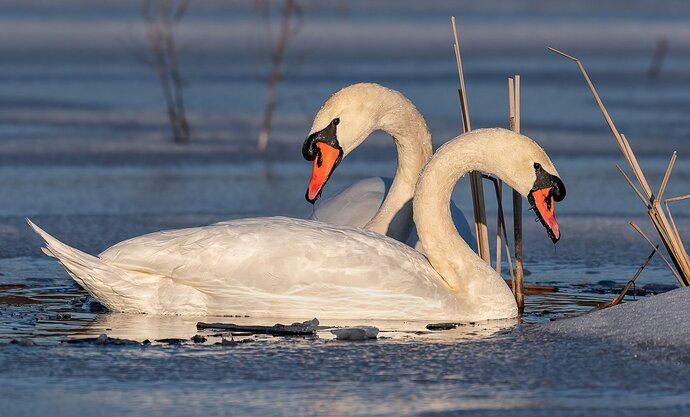SwansOnFrozenPond.JPG