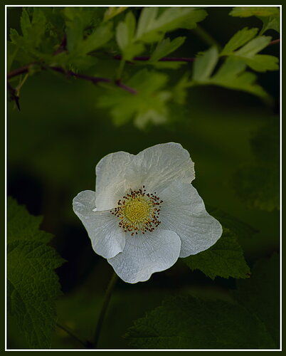 Thimbleberry2-NPN.jpg