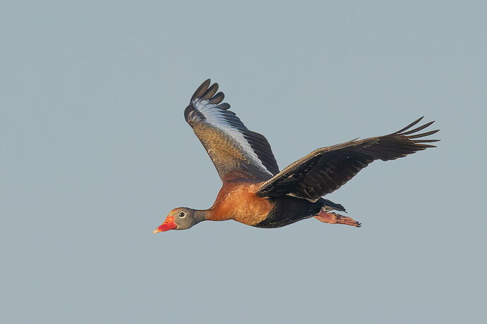 Black-bellied Whistling Duck 1.jpg
