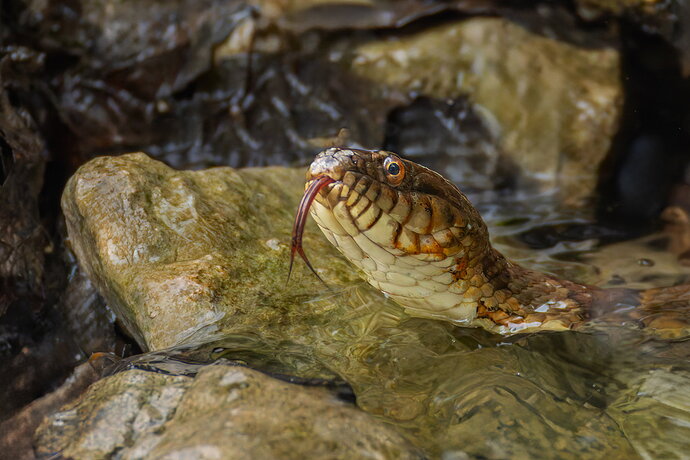 Watersnake 17.jpg