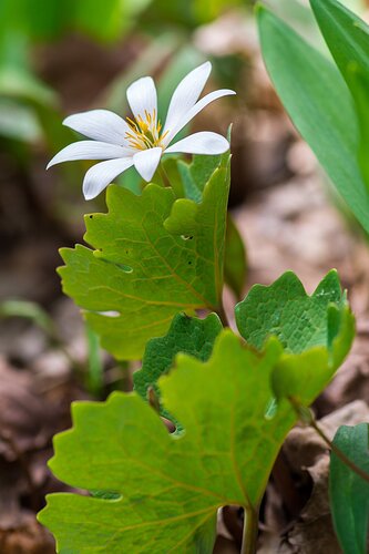 Bloodroot