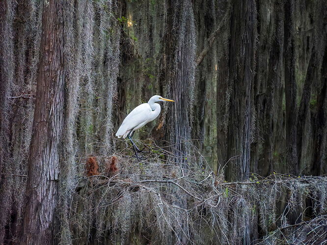 dcampbell-great-egret-caddo-lake-tx-2025-blog.jpg