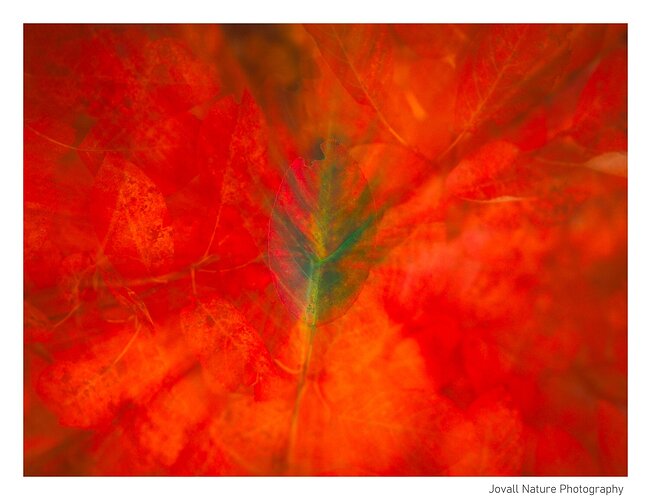 ICM #3 Red leaf rework 2 red ram