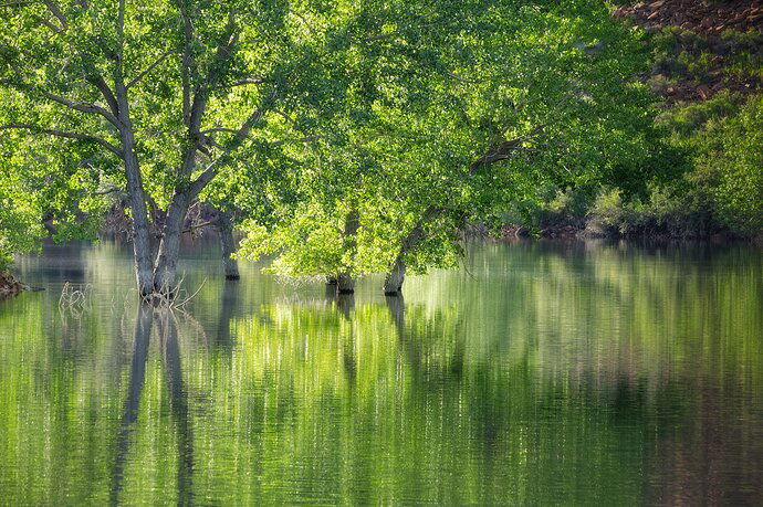 Reflections of Summer + RP