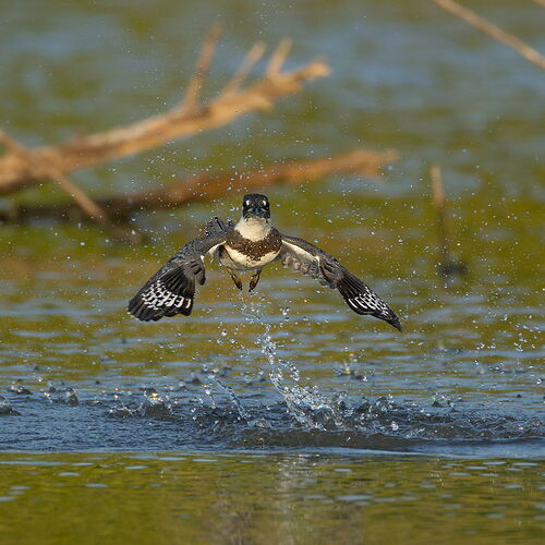 Belted Kingfisher 92.jpg