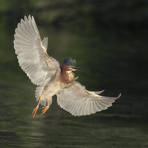 Green Heron - NPN