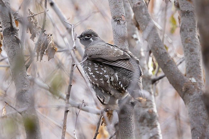 Spruce Grouse.jpg