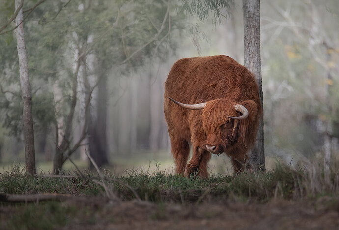 Highland Cattle