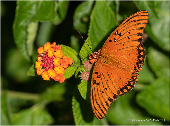 Fall-Flight-55752A7r3-25