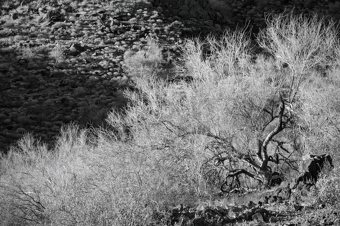 Desert scene rc2