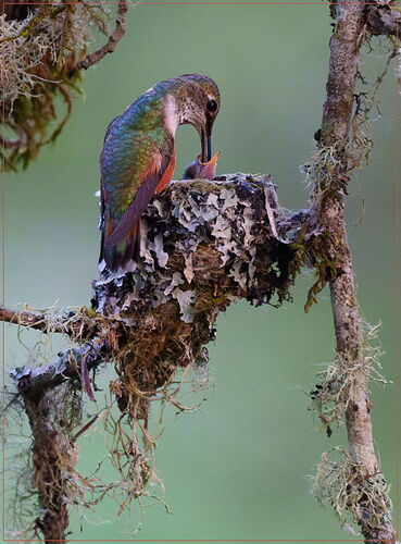 -20250424-_SA14998-Hummingbird nest-DxO_DeepPRIME 3-Edit.jpg