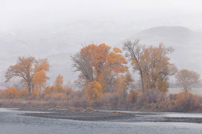 Fall Cottonwods in light Snow-DM