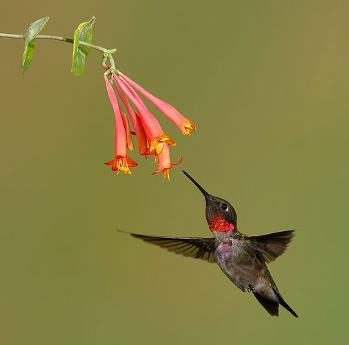 Ruby-throated Hummingbird 102.jpg