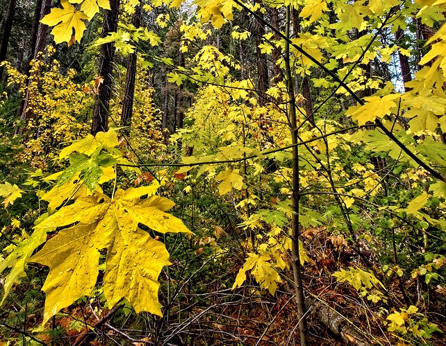 Bigtooth Maples - Yosemite NP.jpg