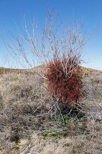 Like in the dry winter desert