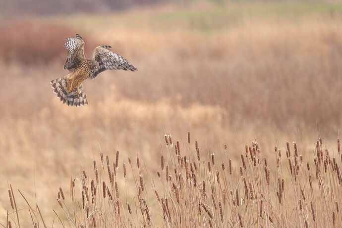 20250113-0480-Female Northern Harrier_MS