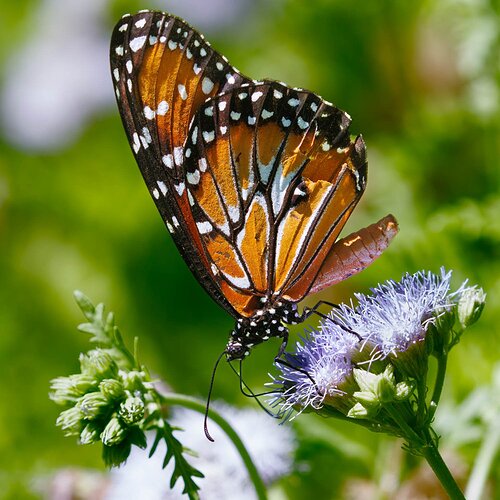 Butterfly season