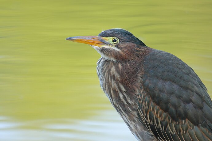 Green Heron juvenile 2