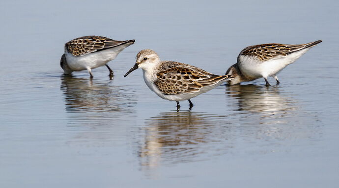 Western Sandpiper_DxO