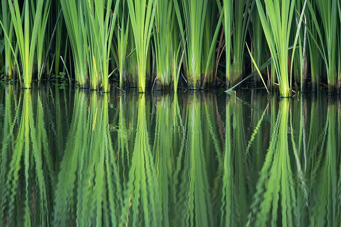 Original - Reeds Reflection - Hyde Lake Boardwalk.jpg