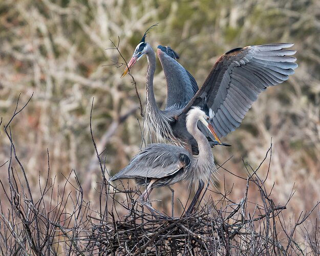 Lovebirds