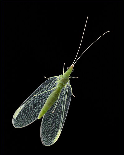 -20260514-7R57444-Window Fly-DxODeepPRIME 3-Edit-Edit-2