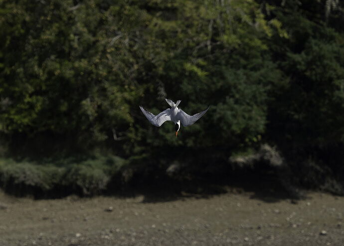 DAS03875_DxO-Edit copy