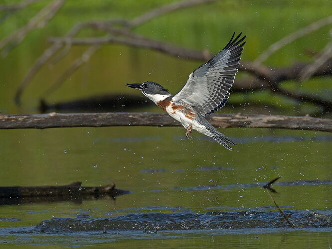 Belted Kingfisher 66.jpg