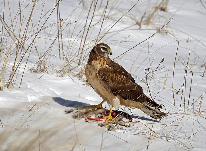 Northern Harrier Duck in Dunes