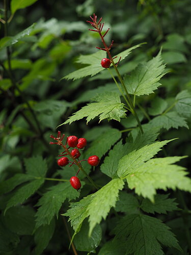 Original - Red Berries, green leaves.jpg
