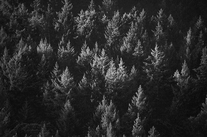 674B92CB-35FF-497B-B0CB-9FB102ACBAE7 copy BW