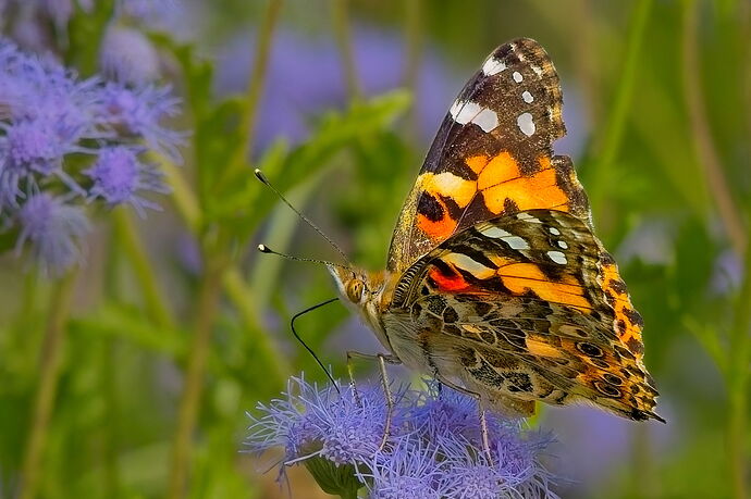 painted-lady-butterfly_K4A1875-Edit