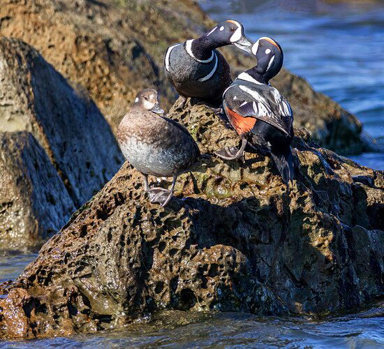 Harlequin Ducks-"MEN"