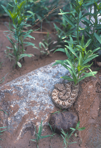 rattlesnake copy 6 with lasso copy 9.png
