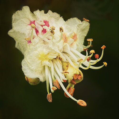 2026-04-26 Horse Chestnut Flower (remix)